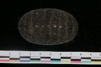 藏品(美石鱉)的圖片